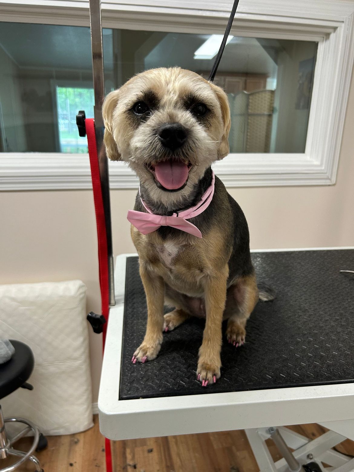 A small dog wearing a pink bow tie is sitting on a grooming table.