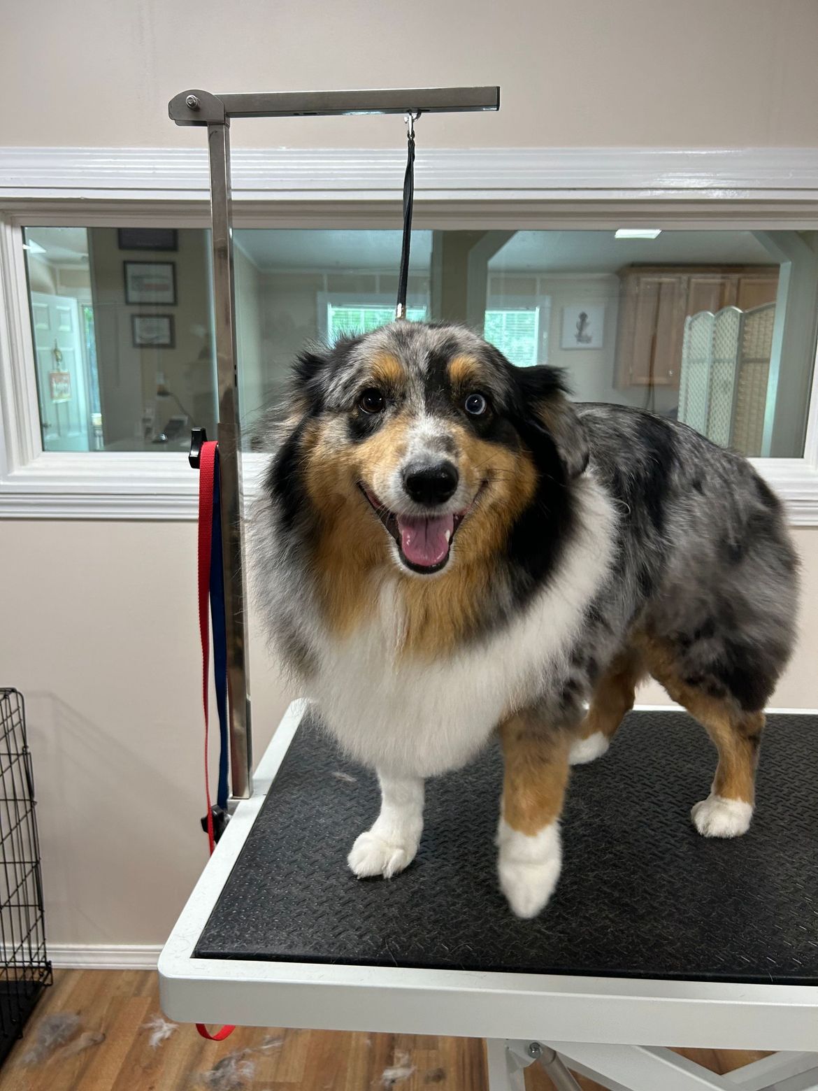 A dog is standing on a grooming table and smiling.