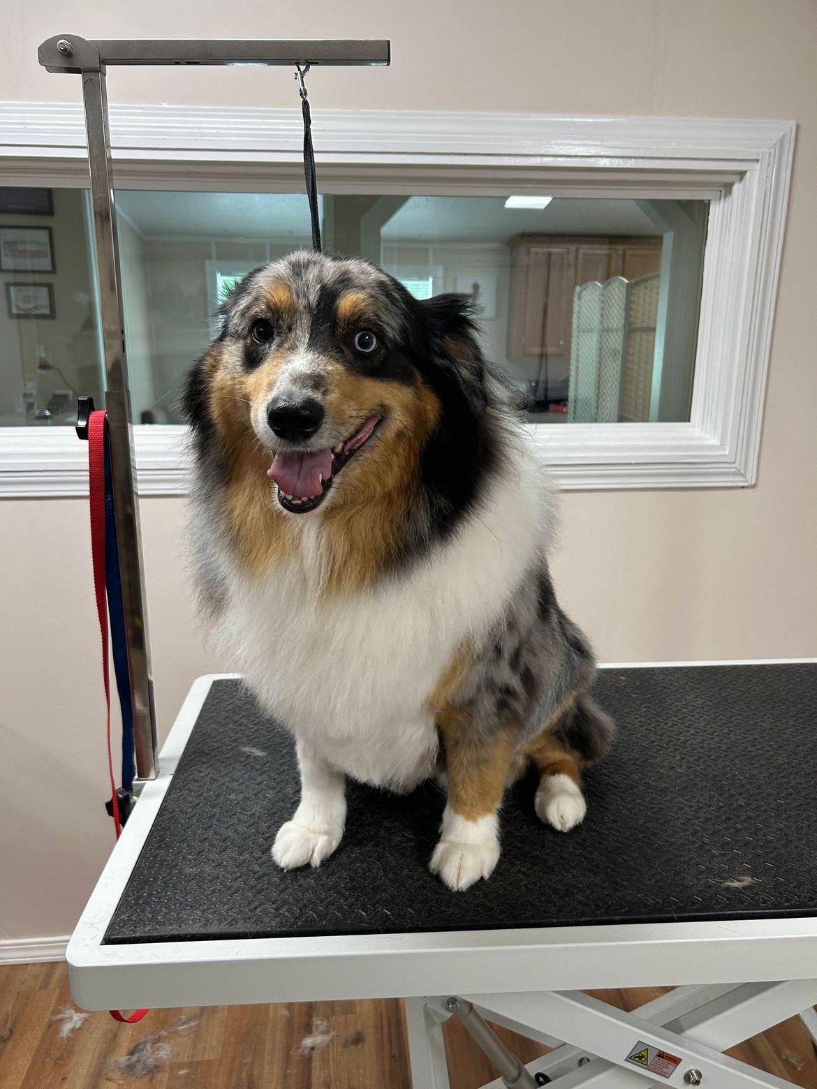 A dog is sitting on a grooming table with its tongue out.