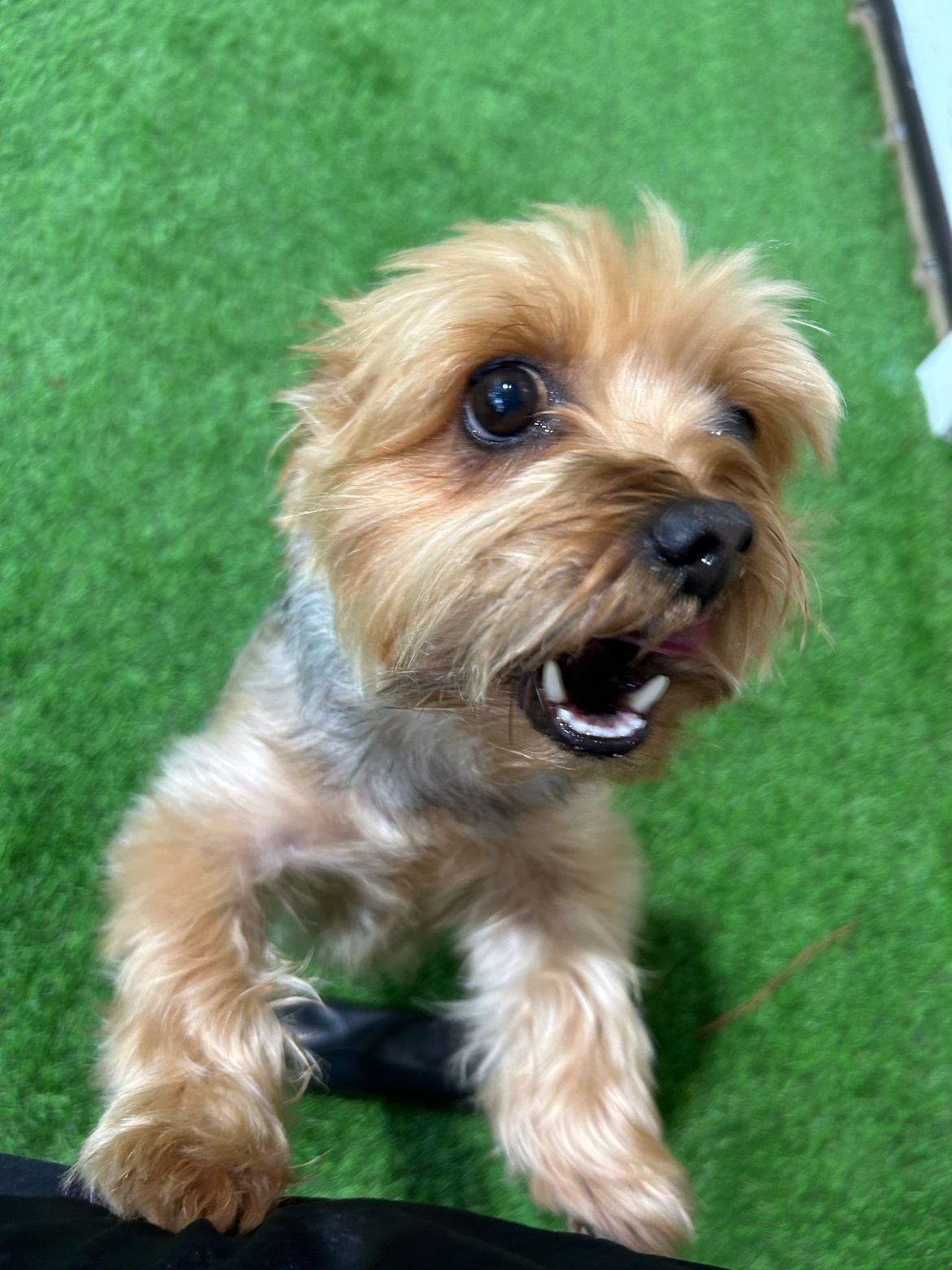 A small brown dog is sitting on a green carpet and looking up at the camera.