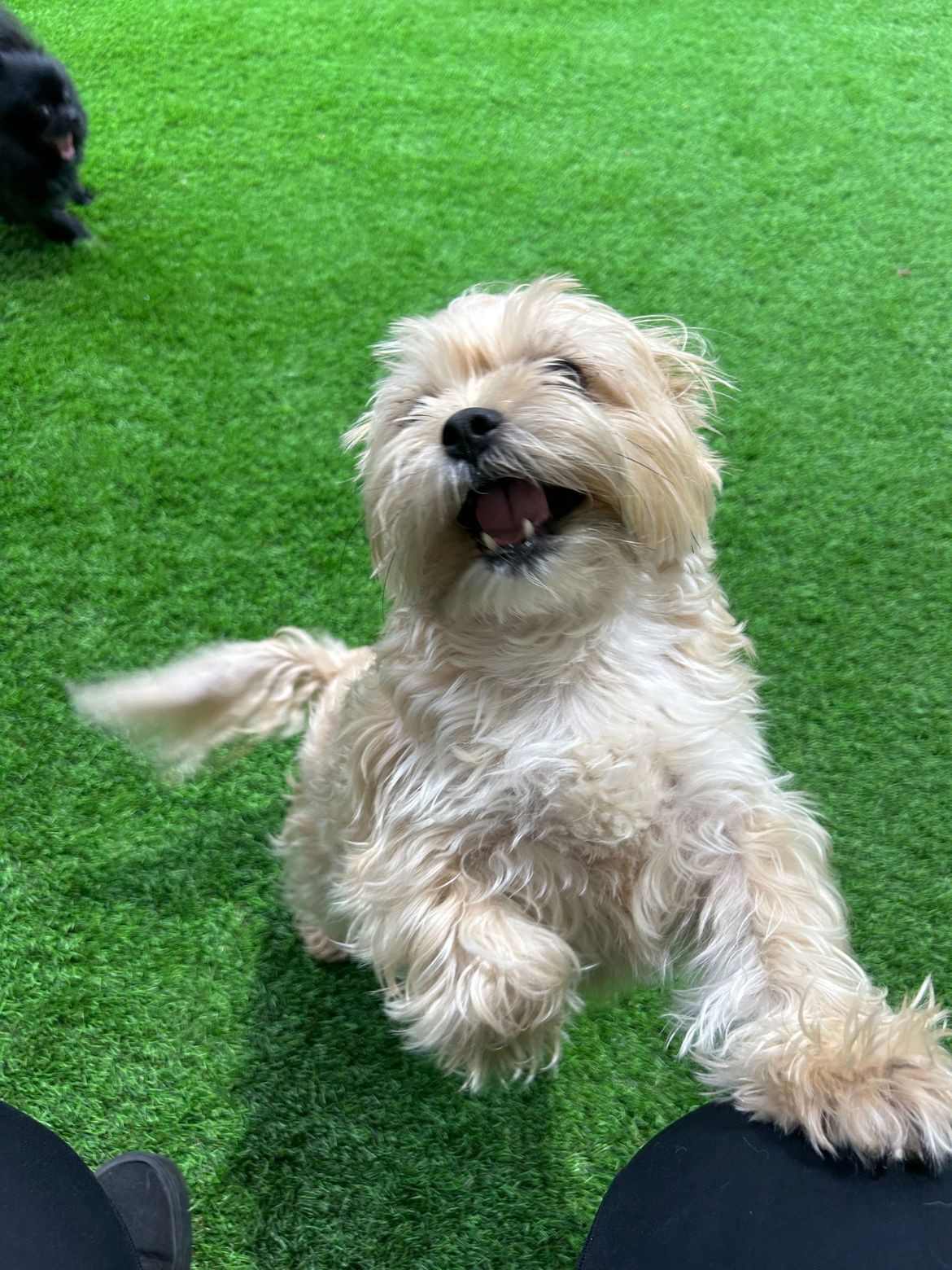 A small dog is sitting on top of a person 's lap on a lush green field.