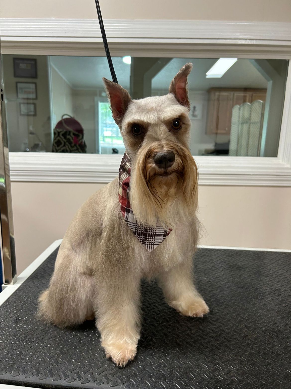 A small dog is sitting on a table with a leash around its neck.