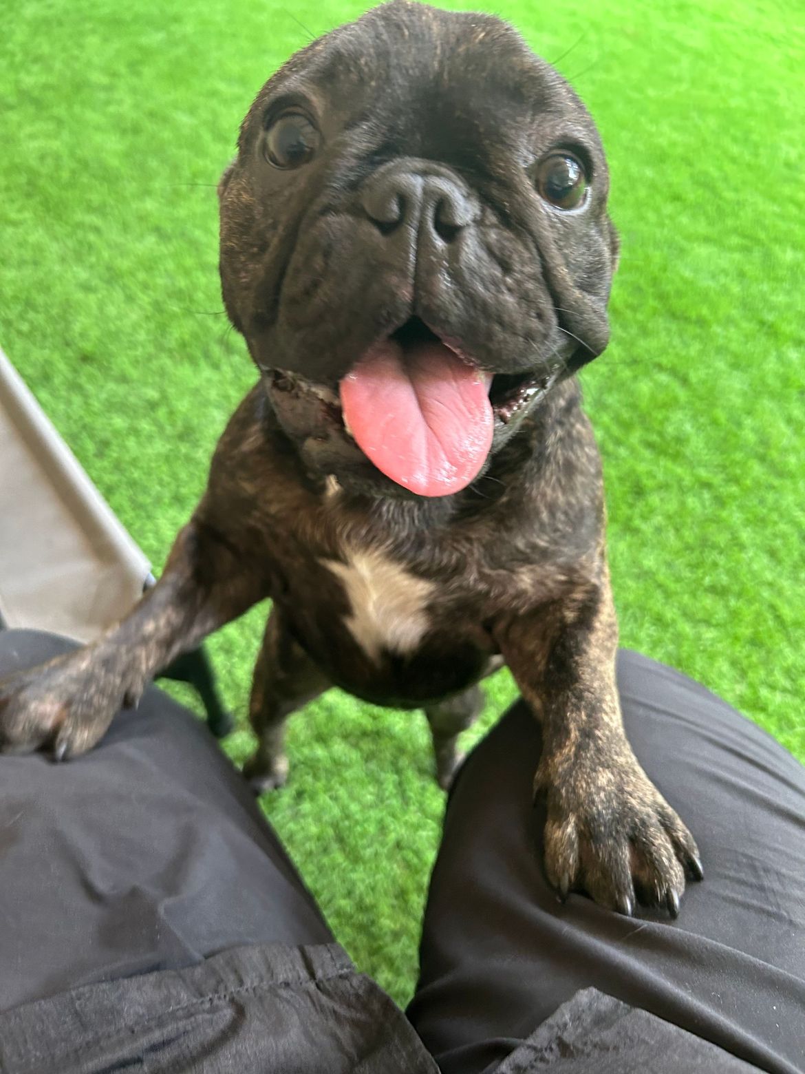 A small french bulldog puppy is sitting on a person 's lap.