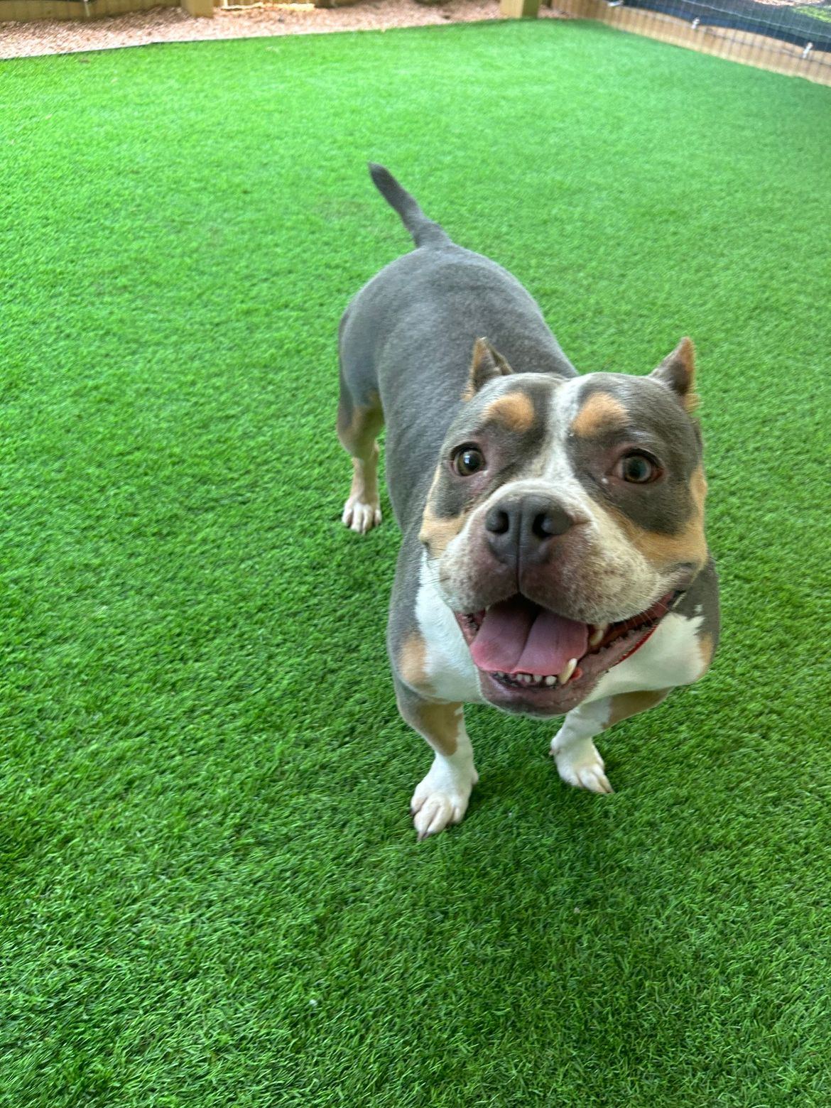 A dog is standing on top of a lush green lawn.