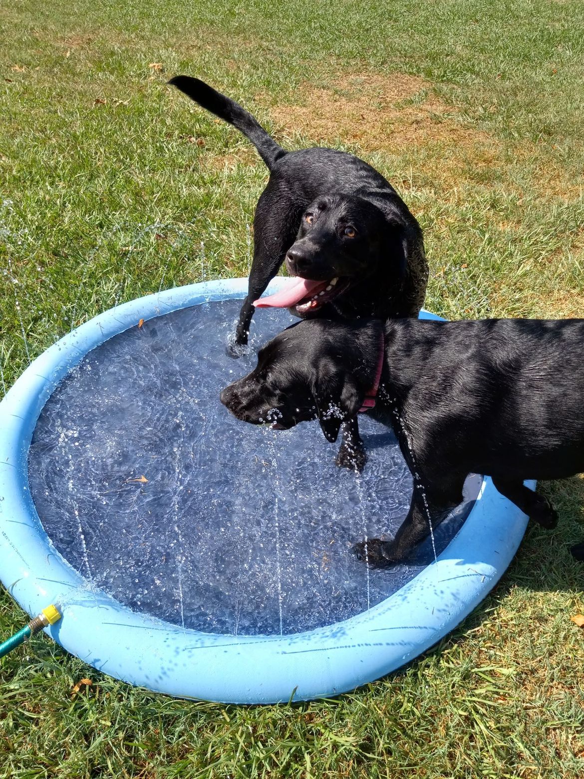 Two black dogs are playing in a blue inflatable pool.