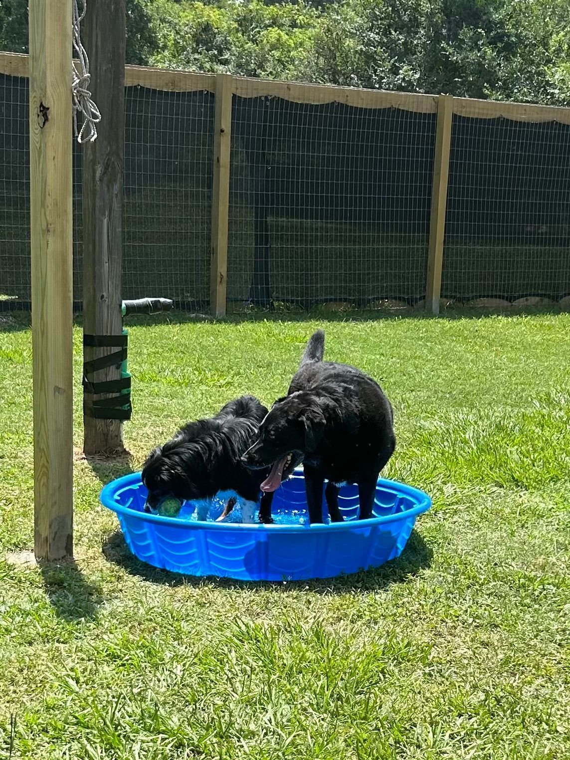 Two black dogs are playing in a small blue pool.