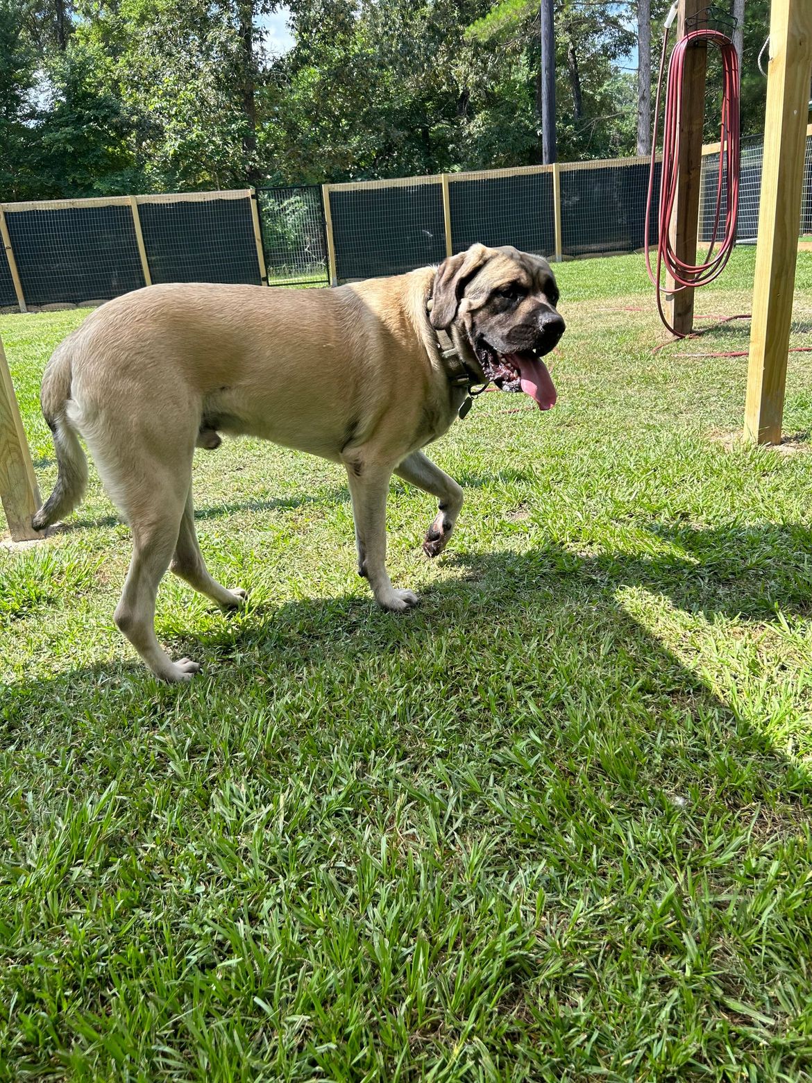 A dog is standing in the grass with its tongue hanging out.