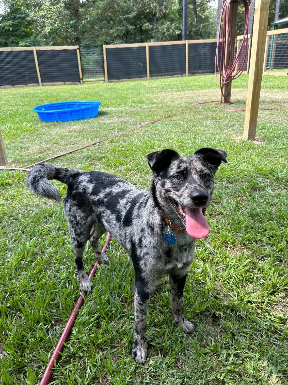 A black and white dog is standing in the grass on a leash.