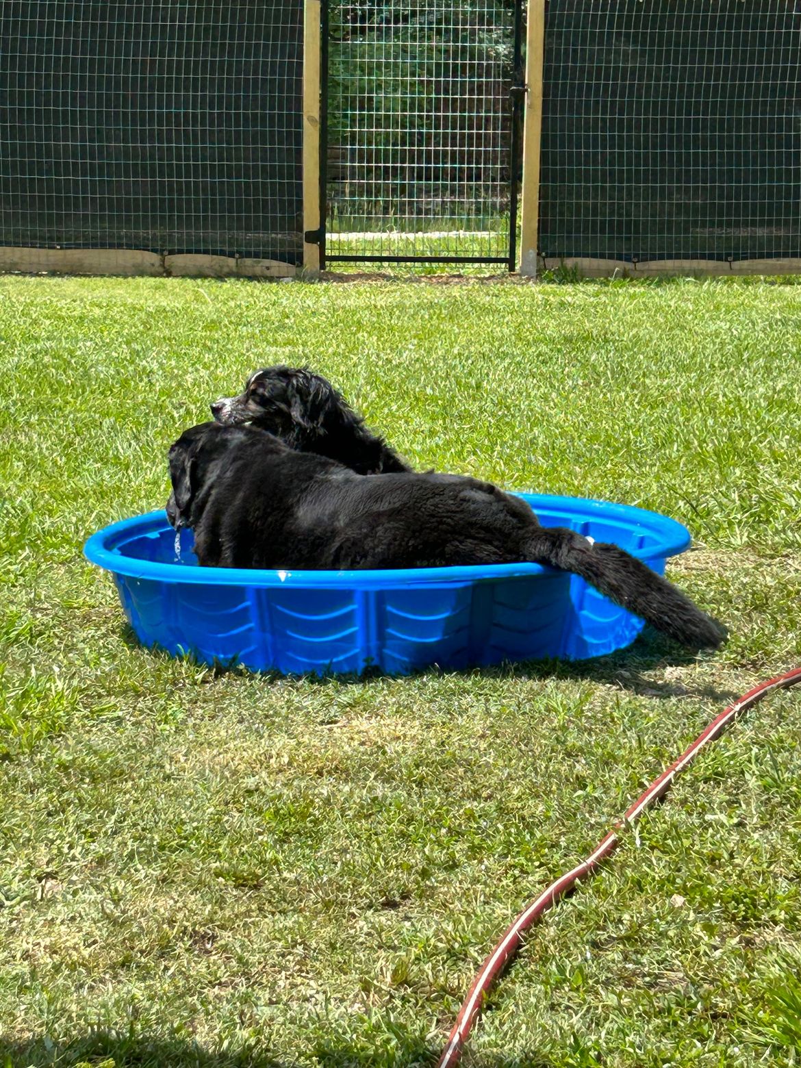 Two dogs are laying in a small blue pool in the grass.