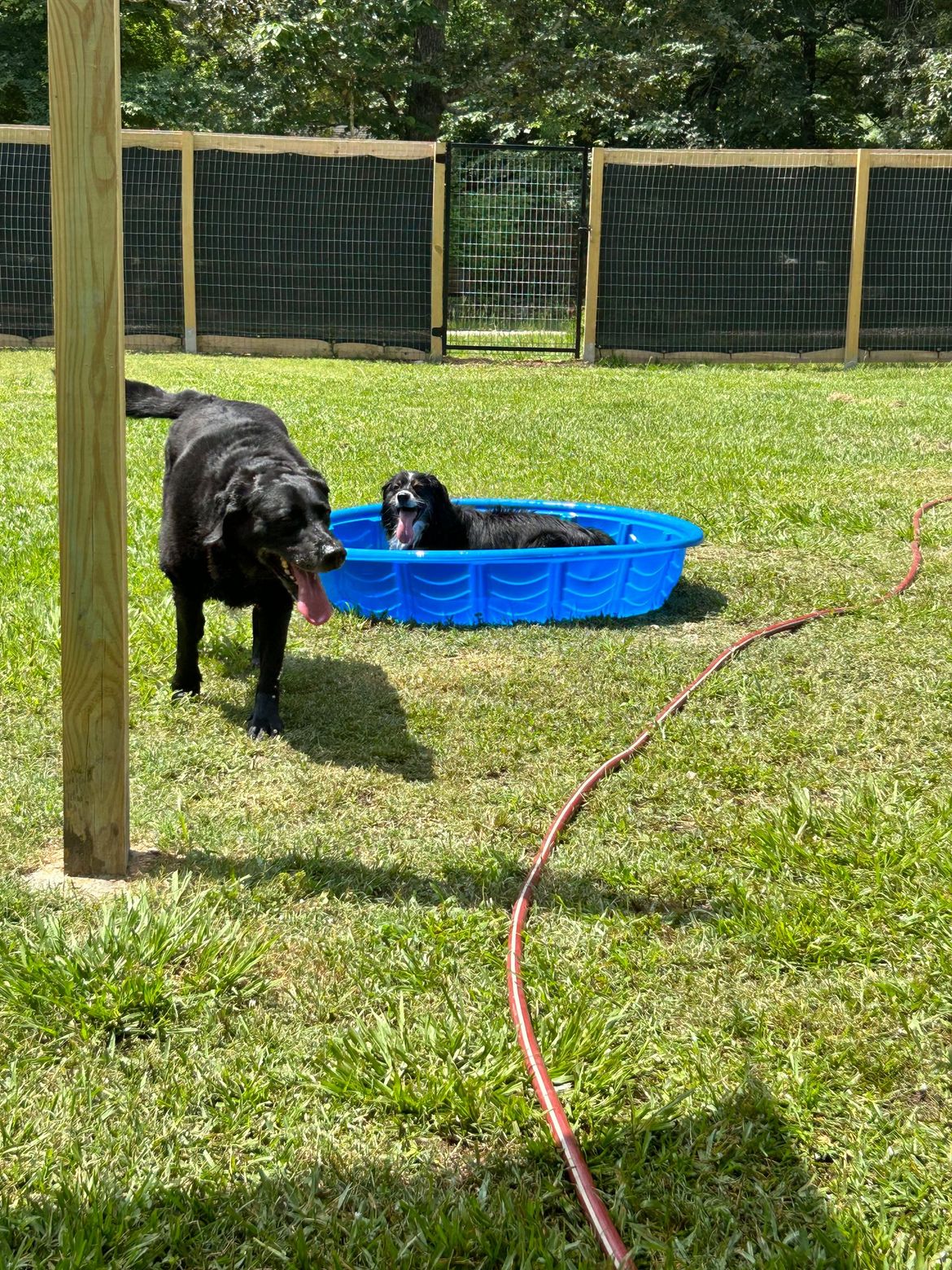 Two dogs are playing in a small pool in the grass.