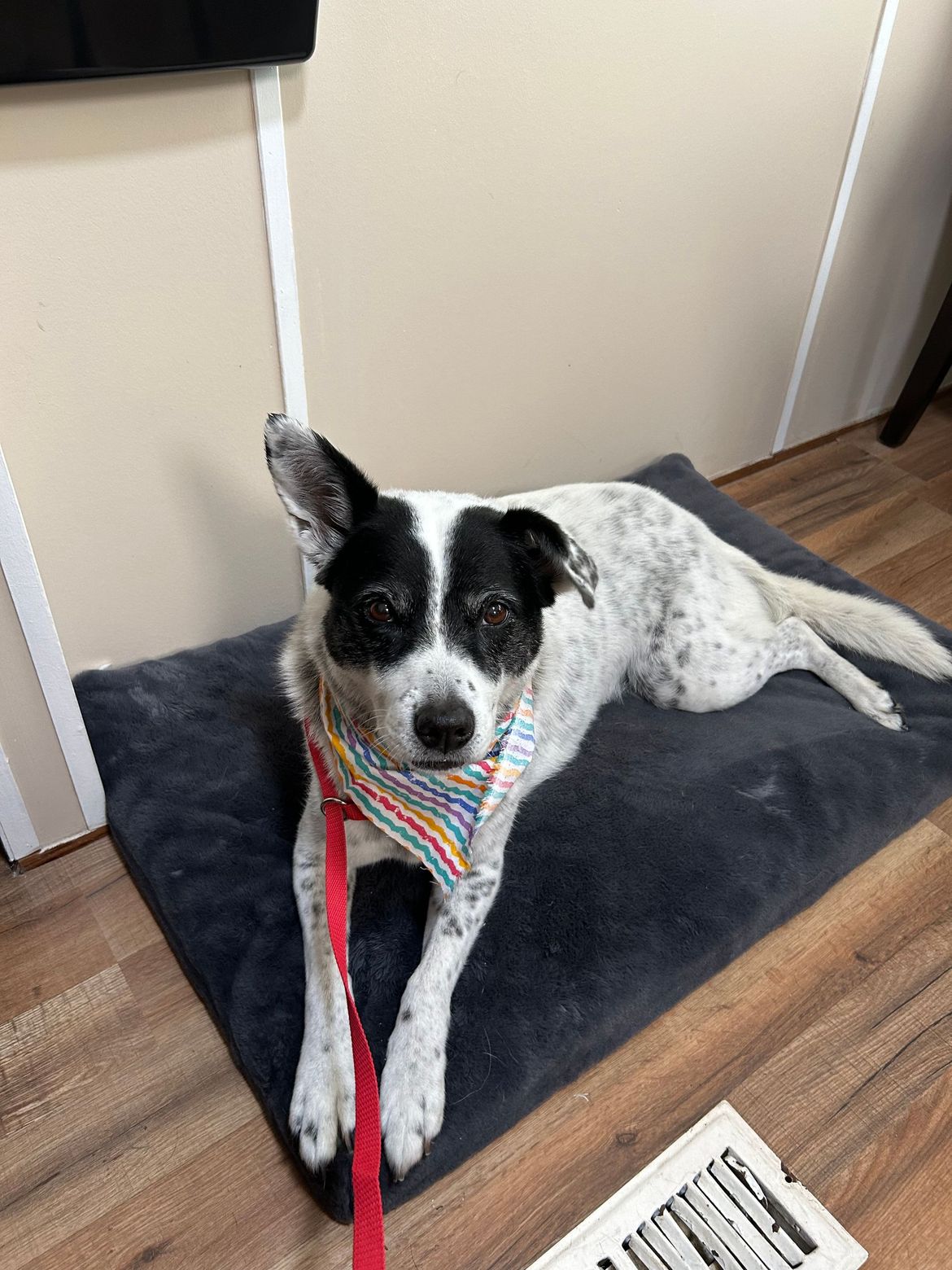 A black and white dog is laying on a blanket on the floor.