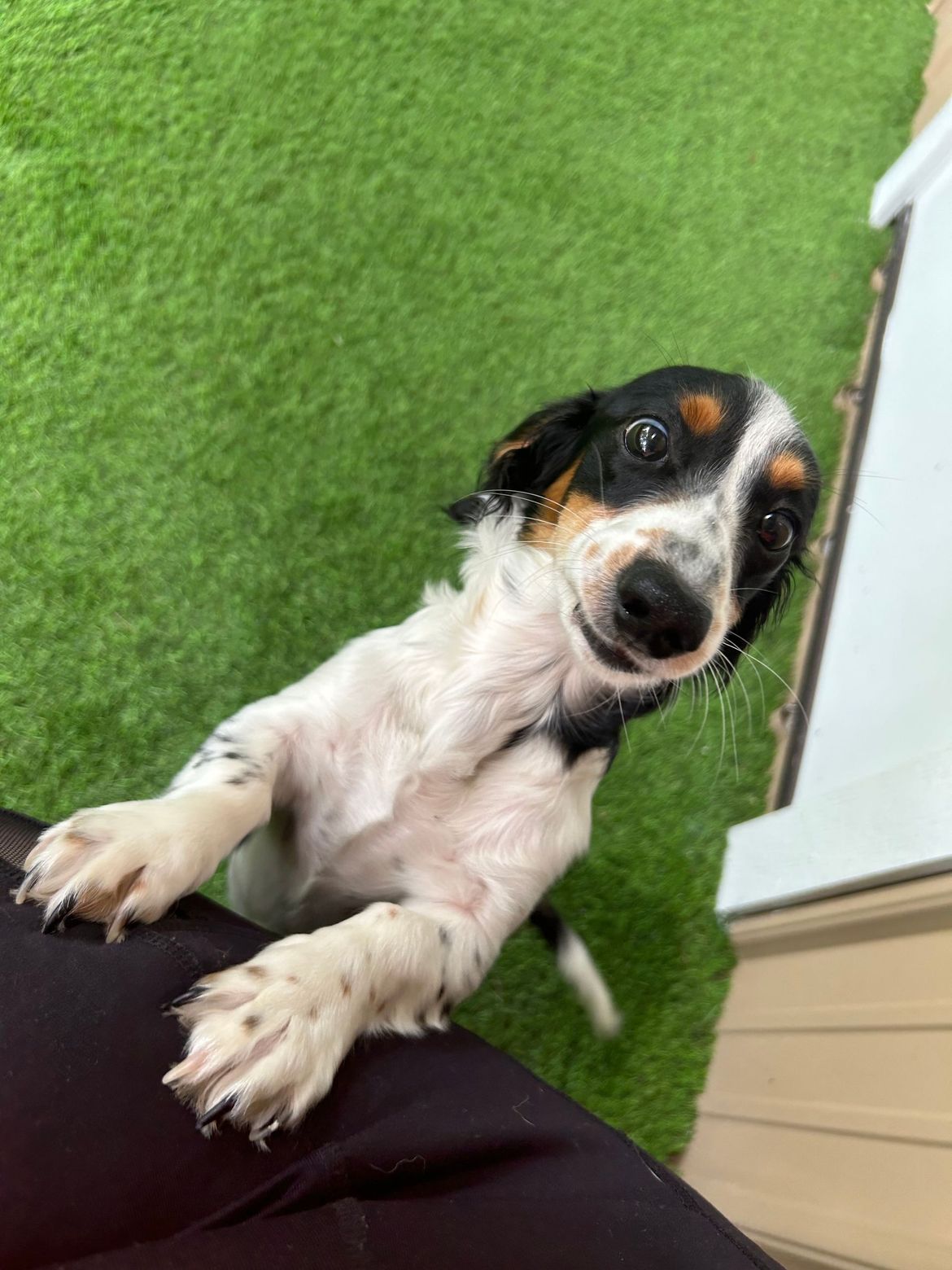 A black and white dog is laying on a person 's lap and looking up at the camera.
