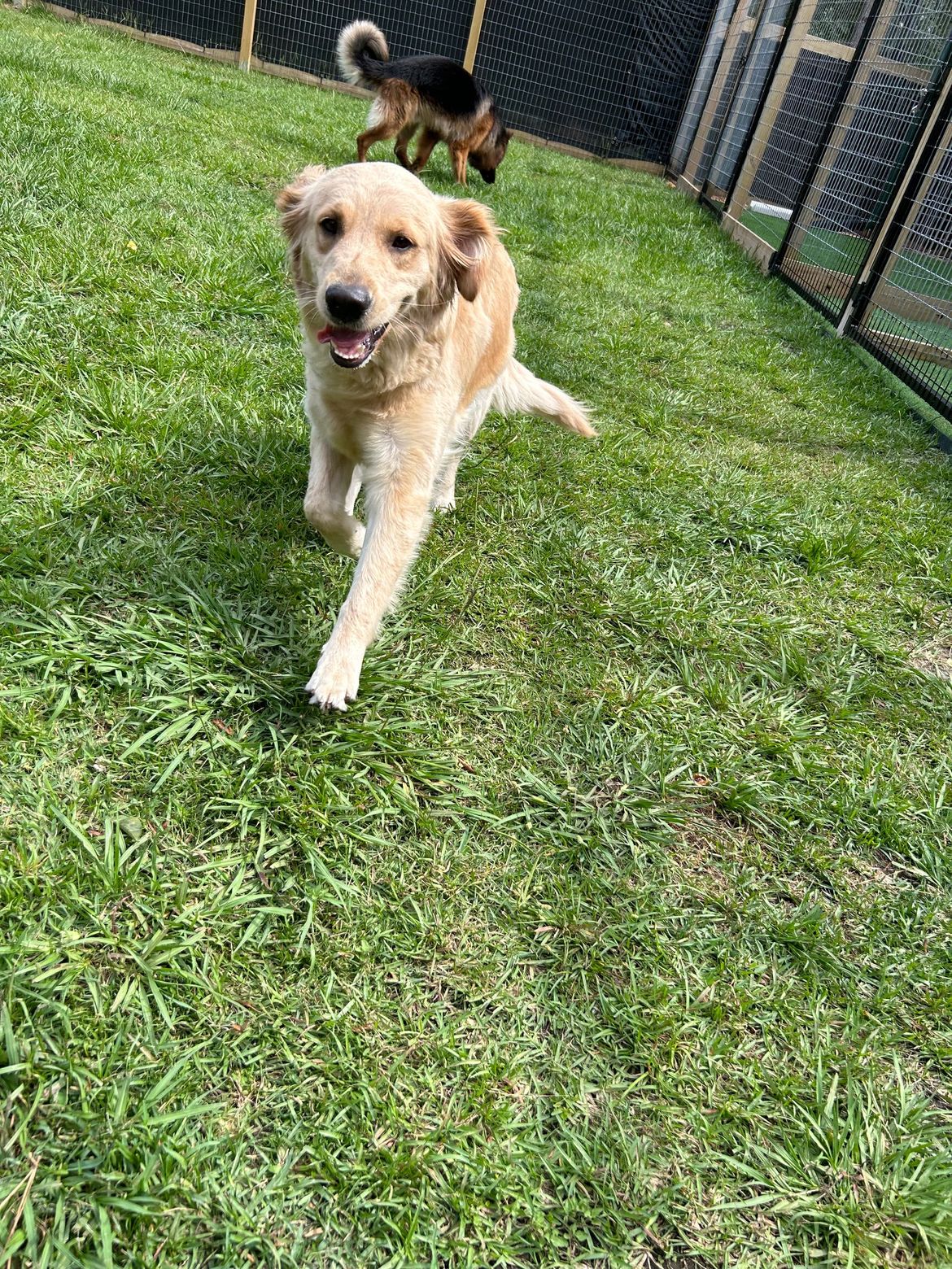A dog is running in the grass next to a german shepherd.