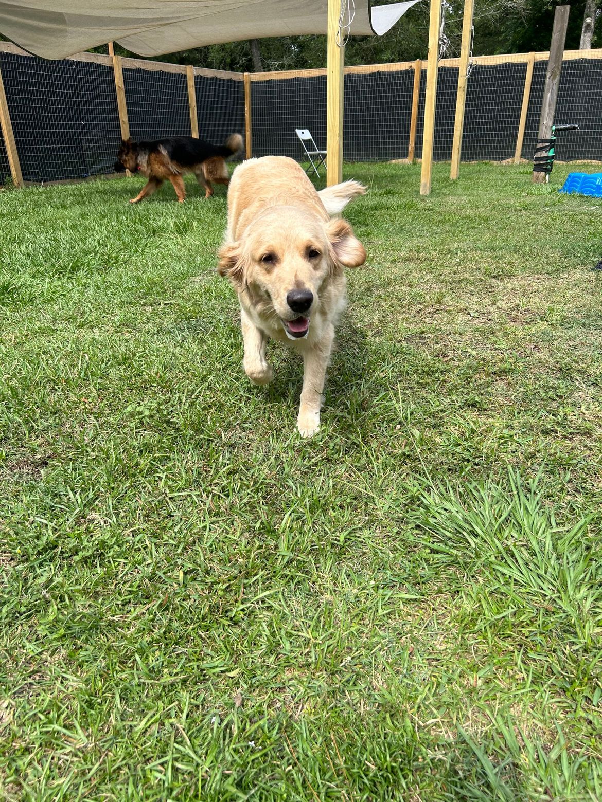A dog is running in the grass in a fenced in area.