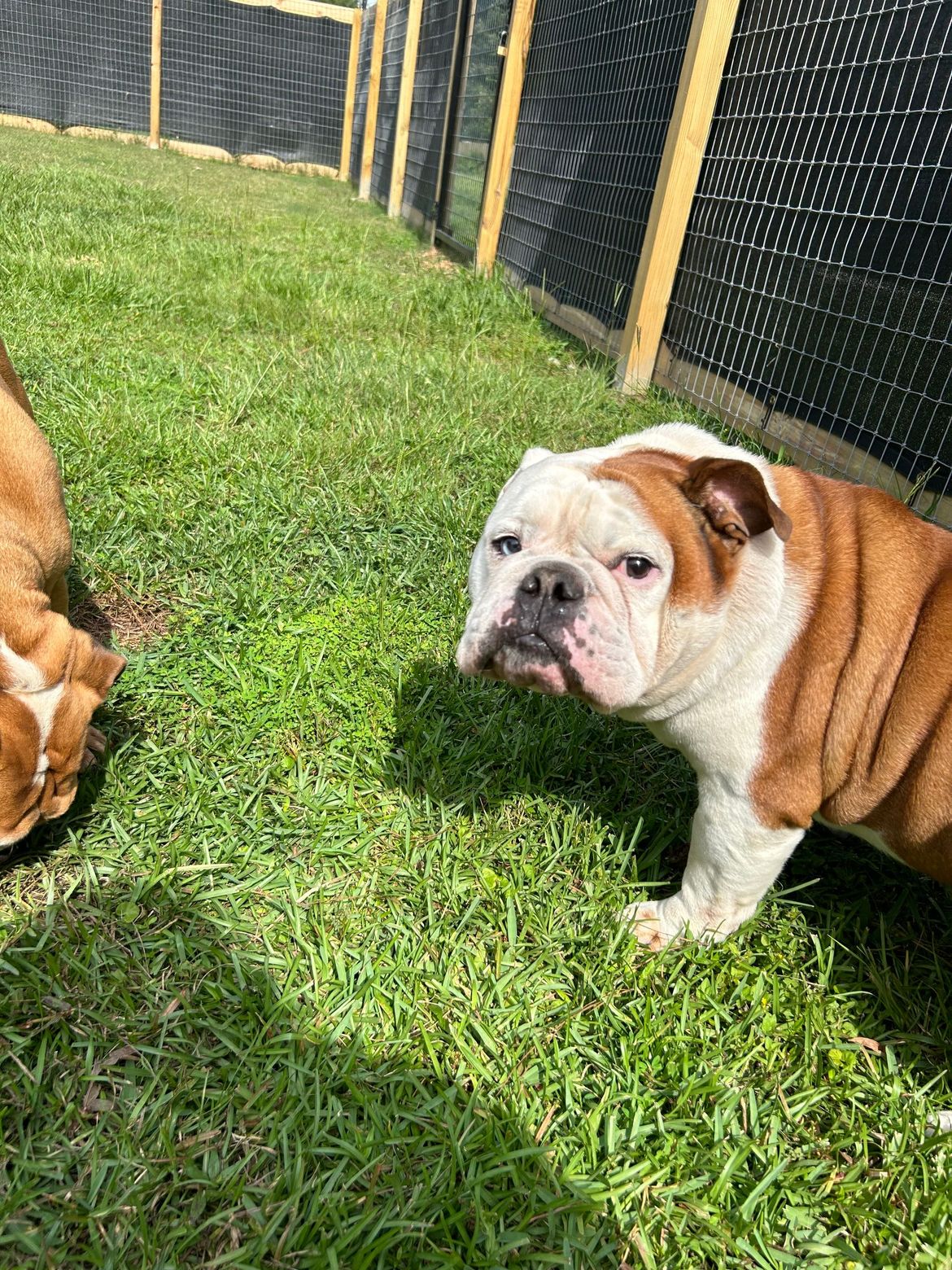 A brown and white bulldog is standing in the grass next to another dog.