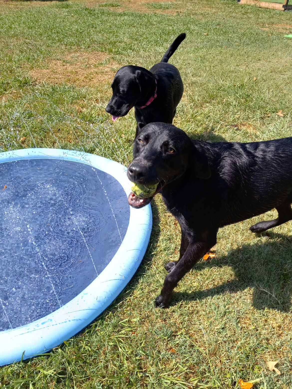 Two black dogs are playing with a ball in a pool