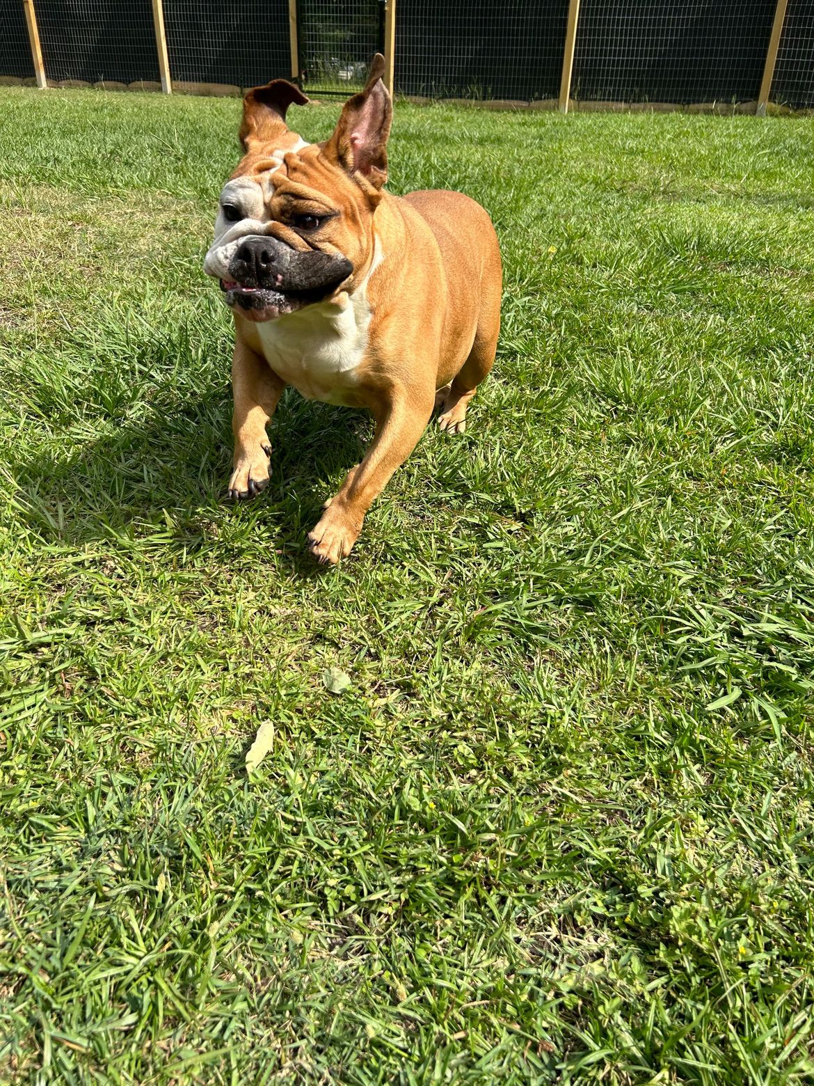 A brown and white dog is running in the grass.
