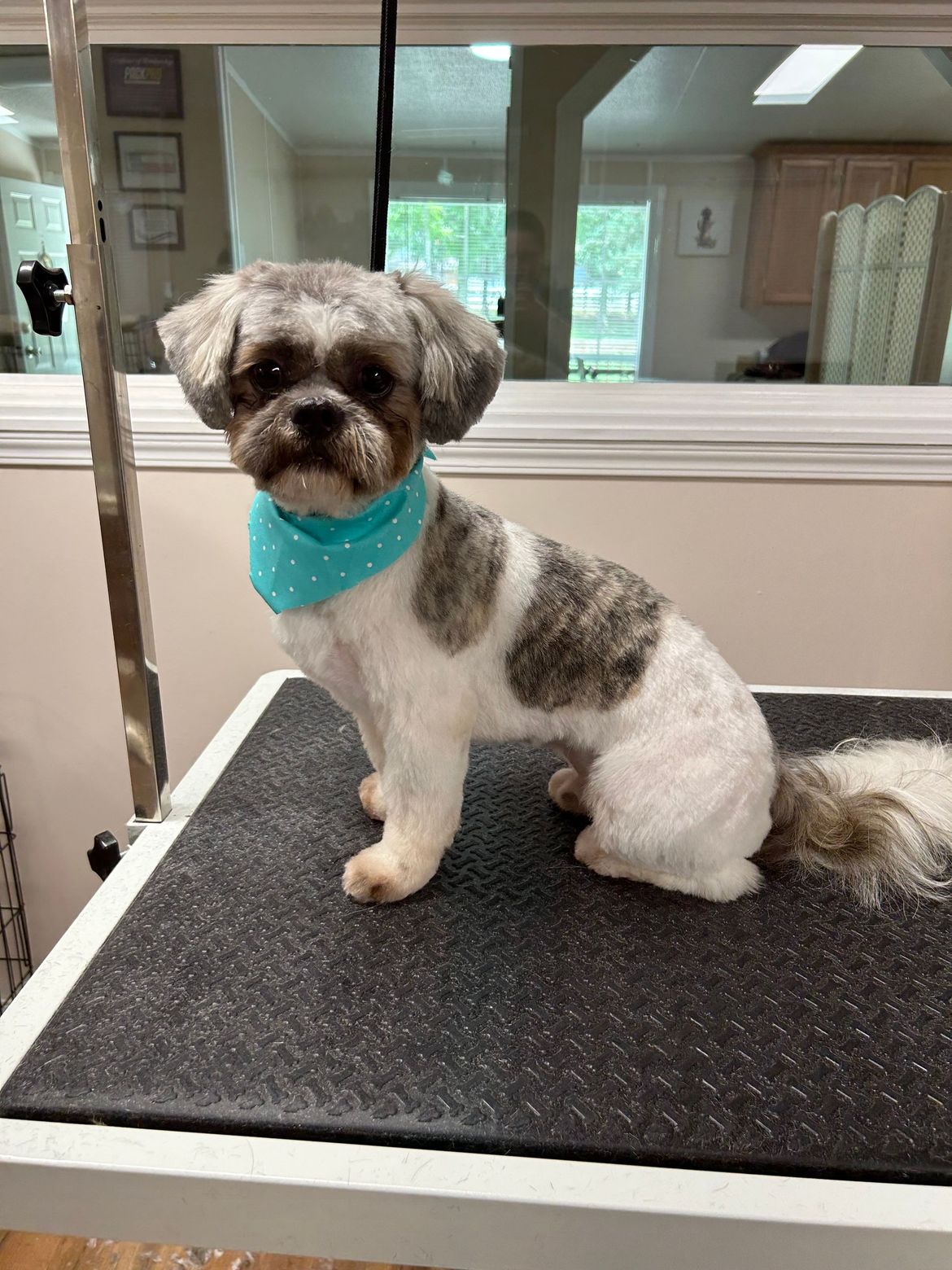 A small dog is sitting on a table wearing a blue bandana.