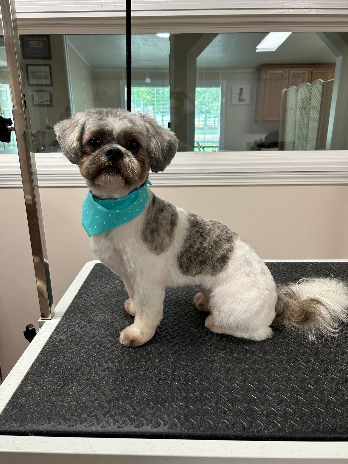 A small dog is sitting on a table wearing a blue bandana.