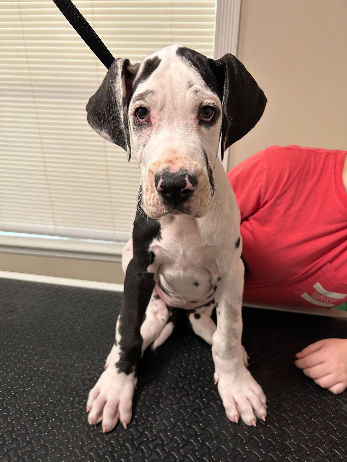 A black and white dalmatian puppy is sitting on a table