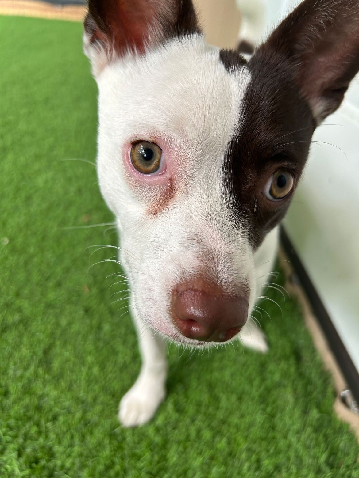 A brown and white dog is standing on a green carpet and looking at the camera.