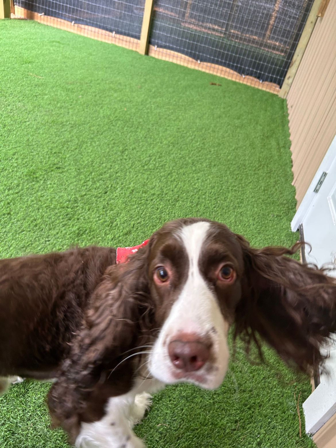 A brown and white dog is laying on a green carpet.