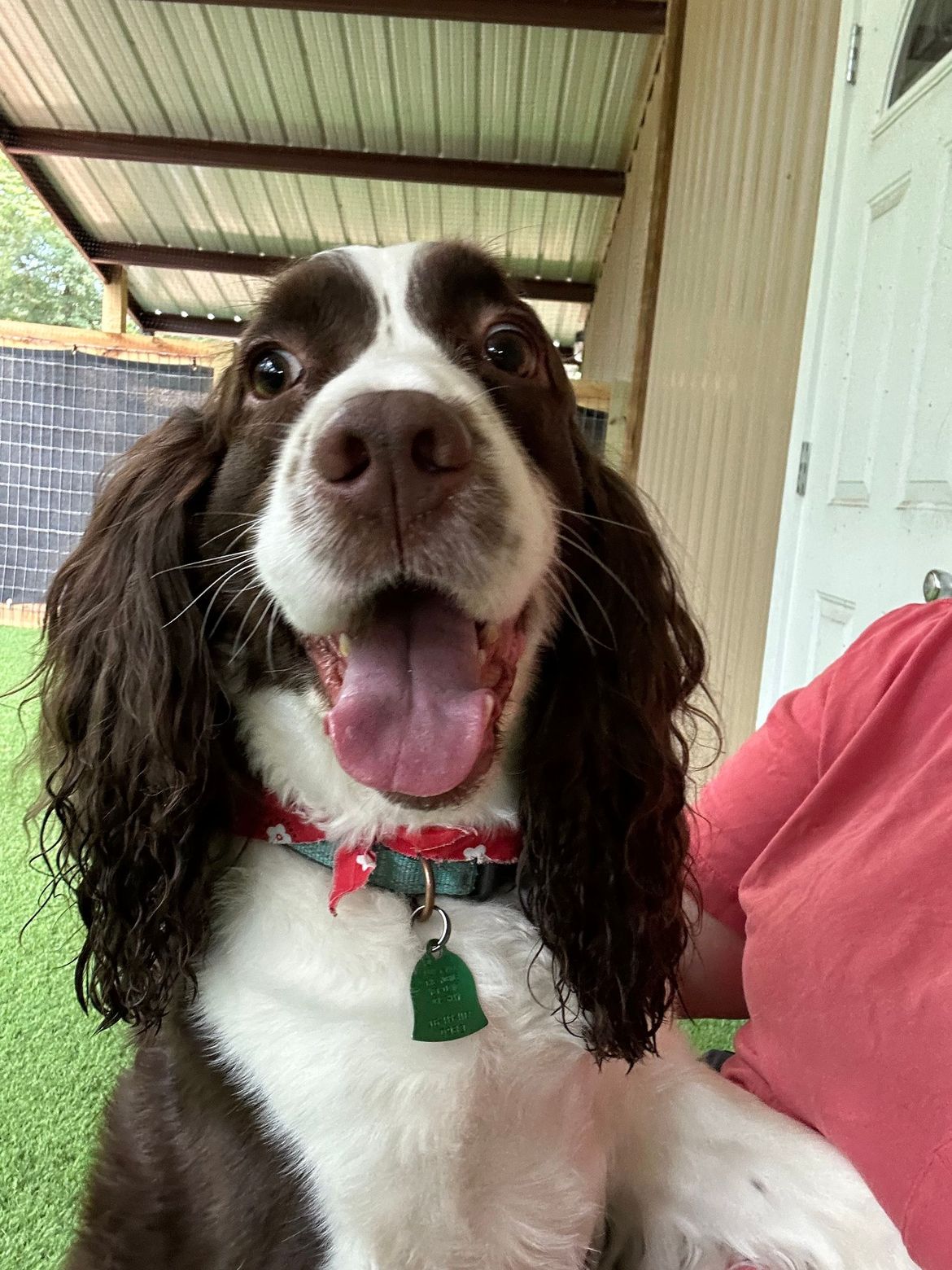 A person is holding a brown and white dog with its tongue out.
