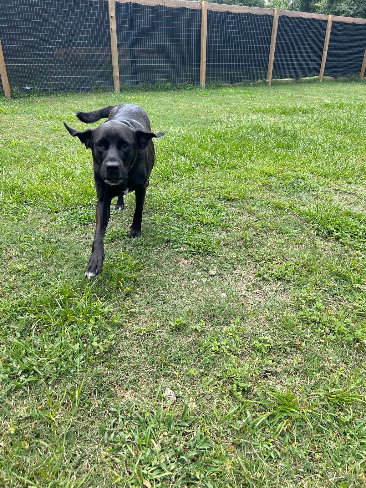 A black dog is running in a grassy field.