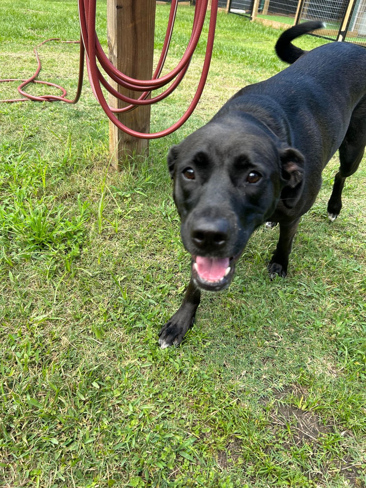 A black dog is standing in the grass with its tongue out.