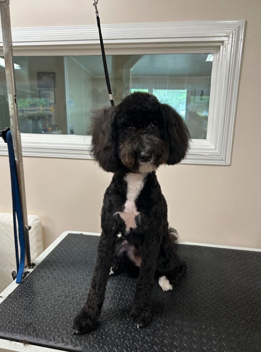 A black and white poodle is sitting on a grooming table.