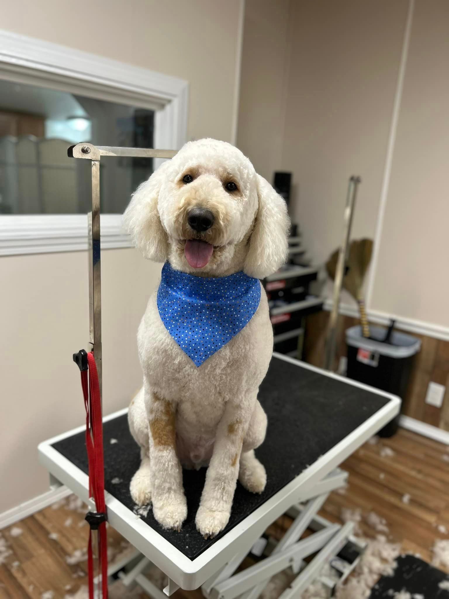 A small white dog wearing a blue bandana is sitting on a grooming table.