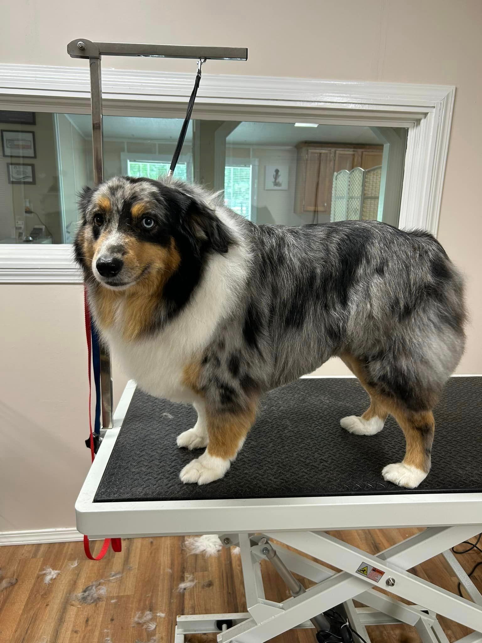 A dog is standing on a grooming table.