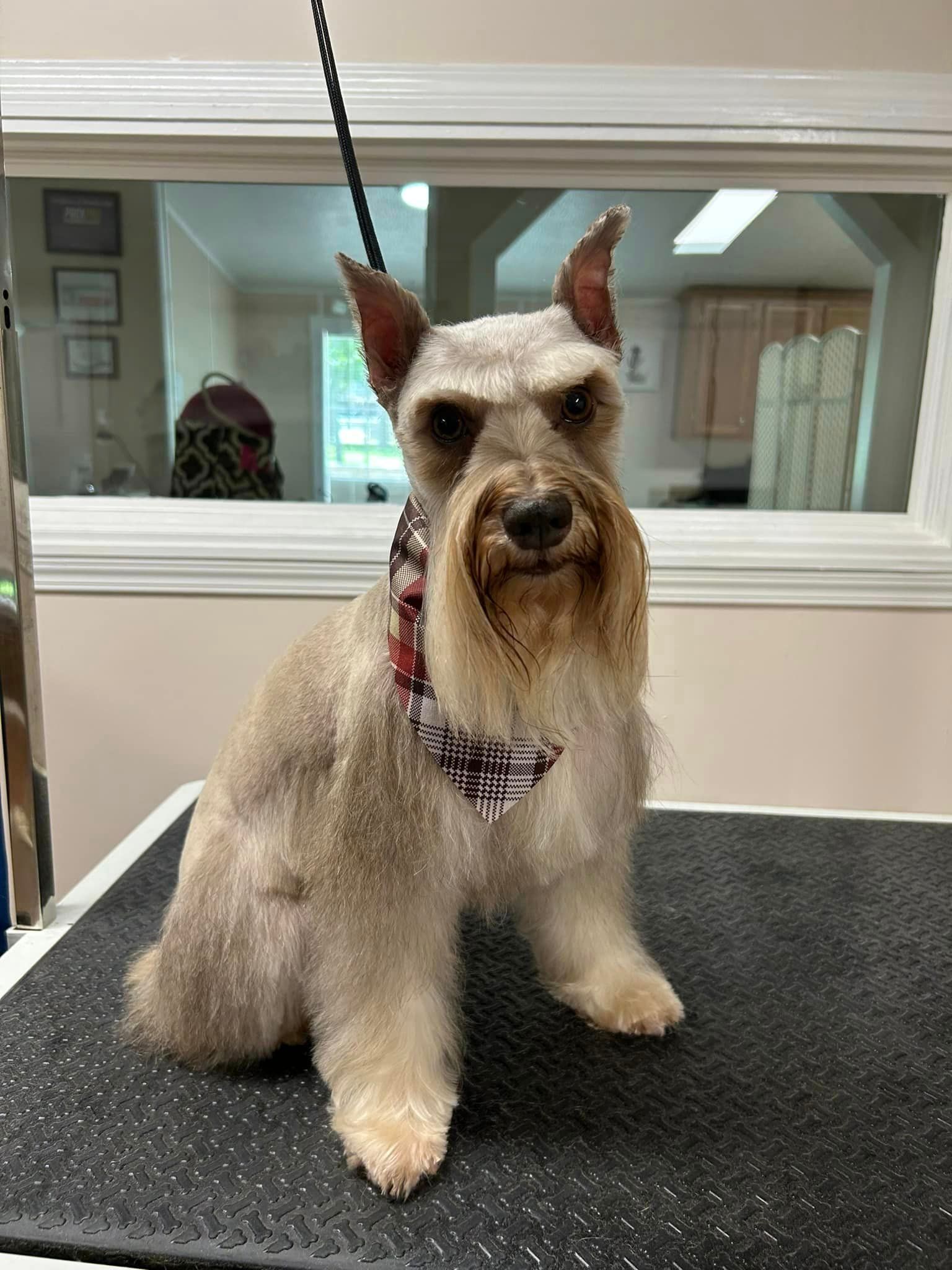 A small dog is sitting on a grooming table.