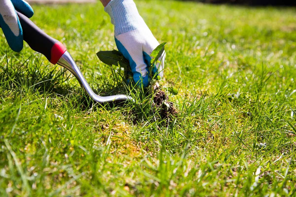 A person is using a rake to remove weeds from a lawn.