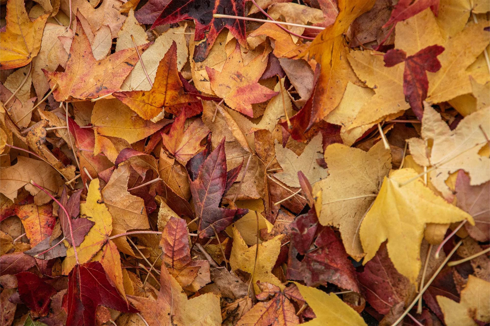 fall leaves on ground