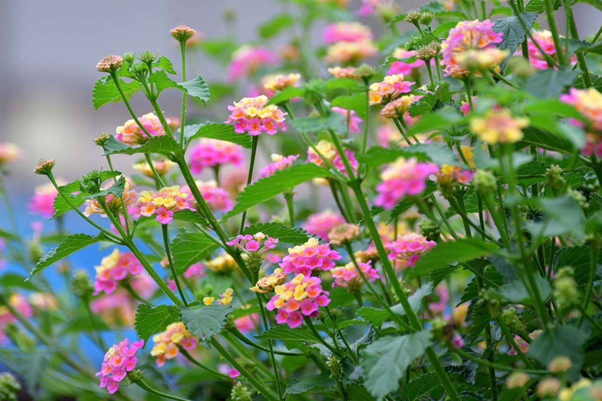 A garden with potted plants and a watering can