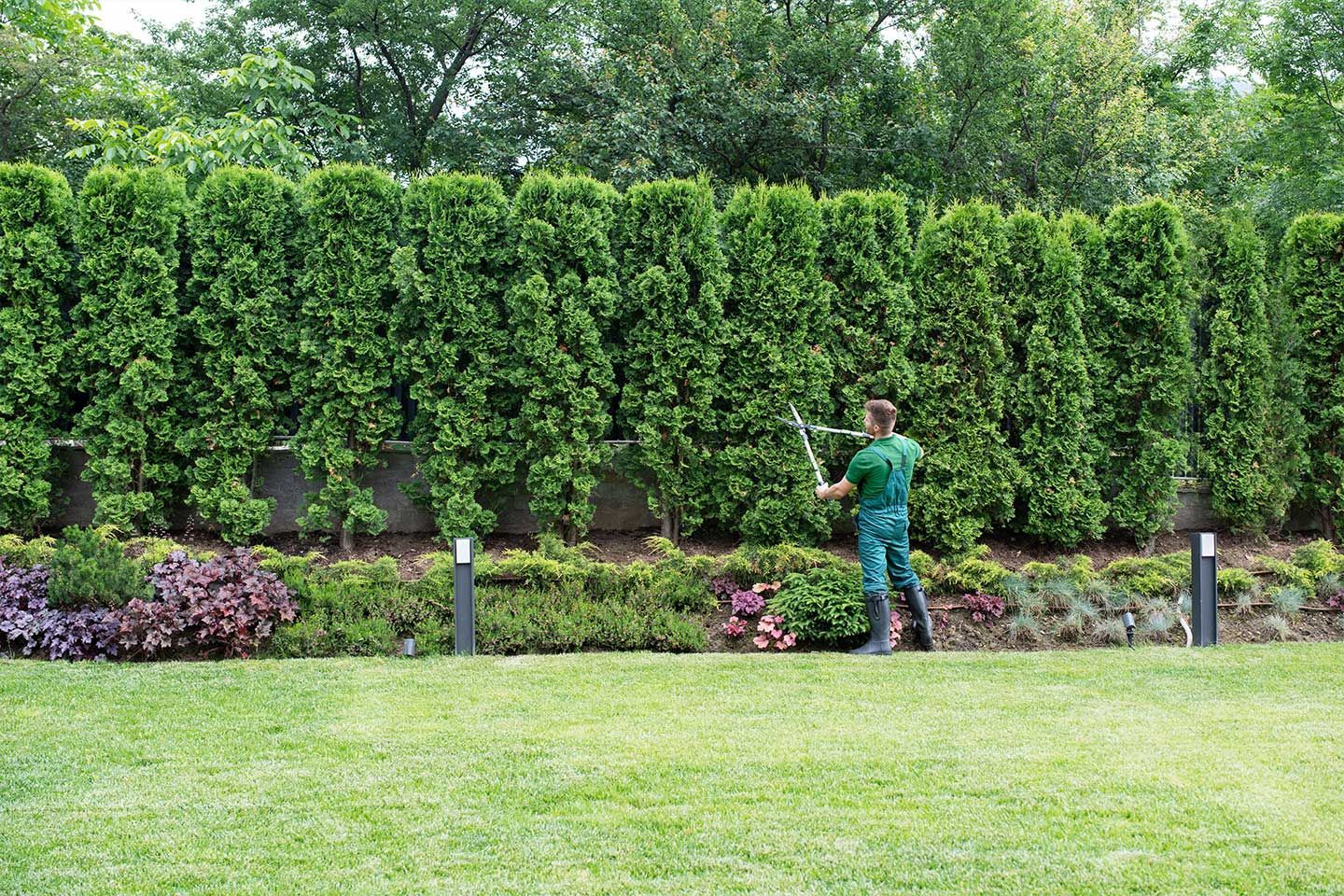 A man is trimming a hedge with a trimmer in a garden.
