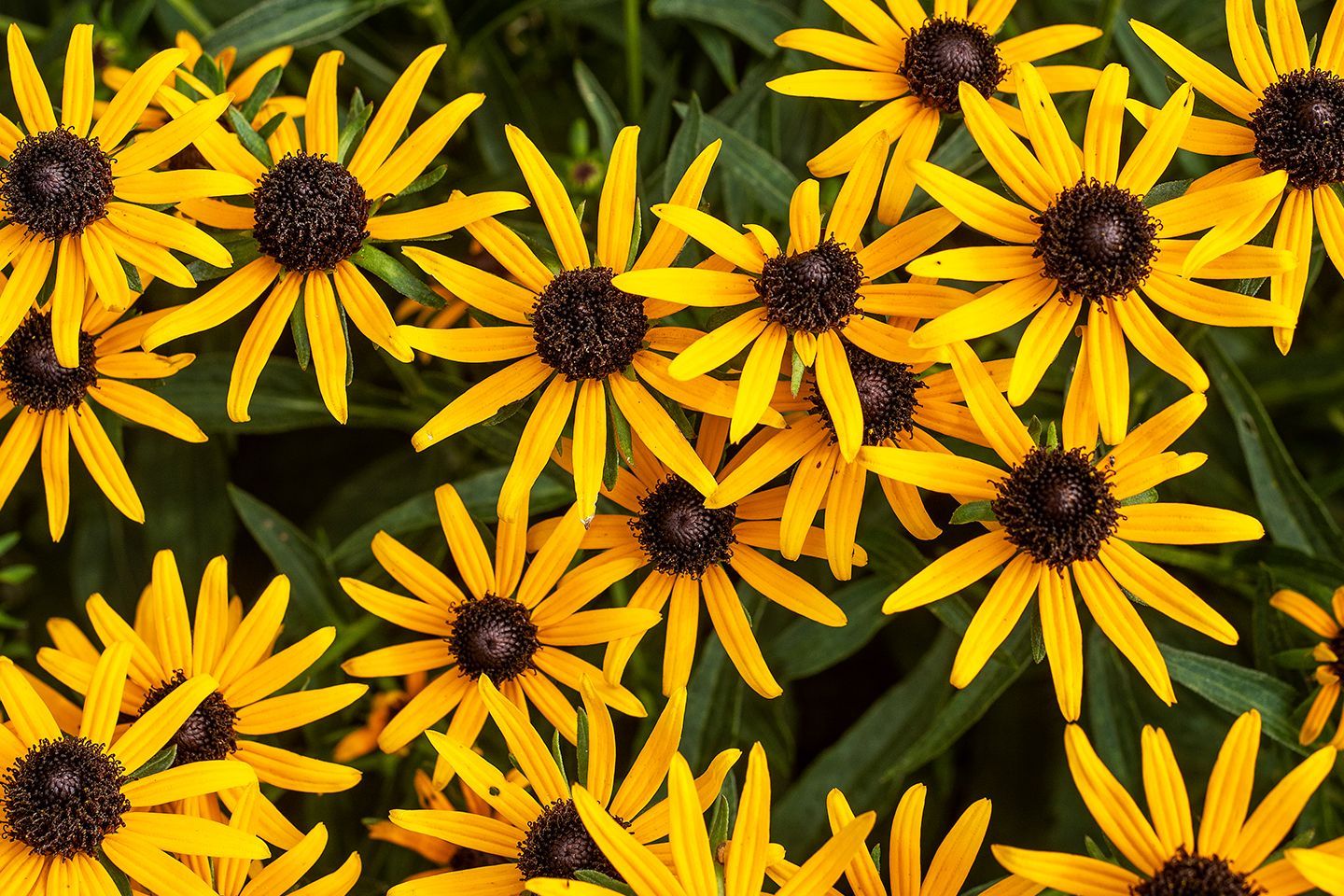 A bunch of yellow flowers with black centers