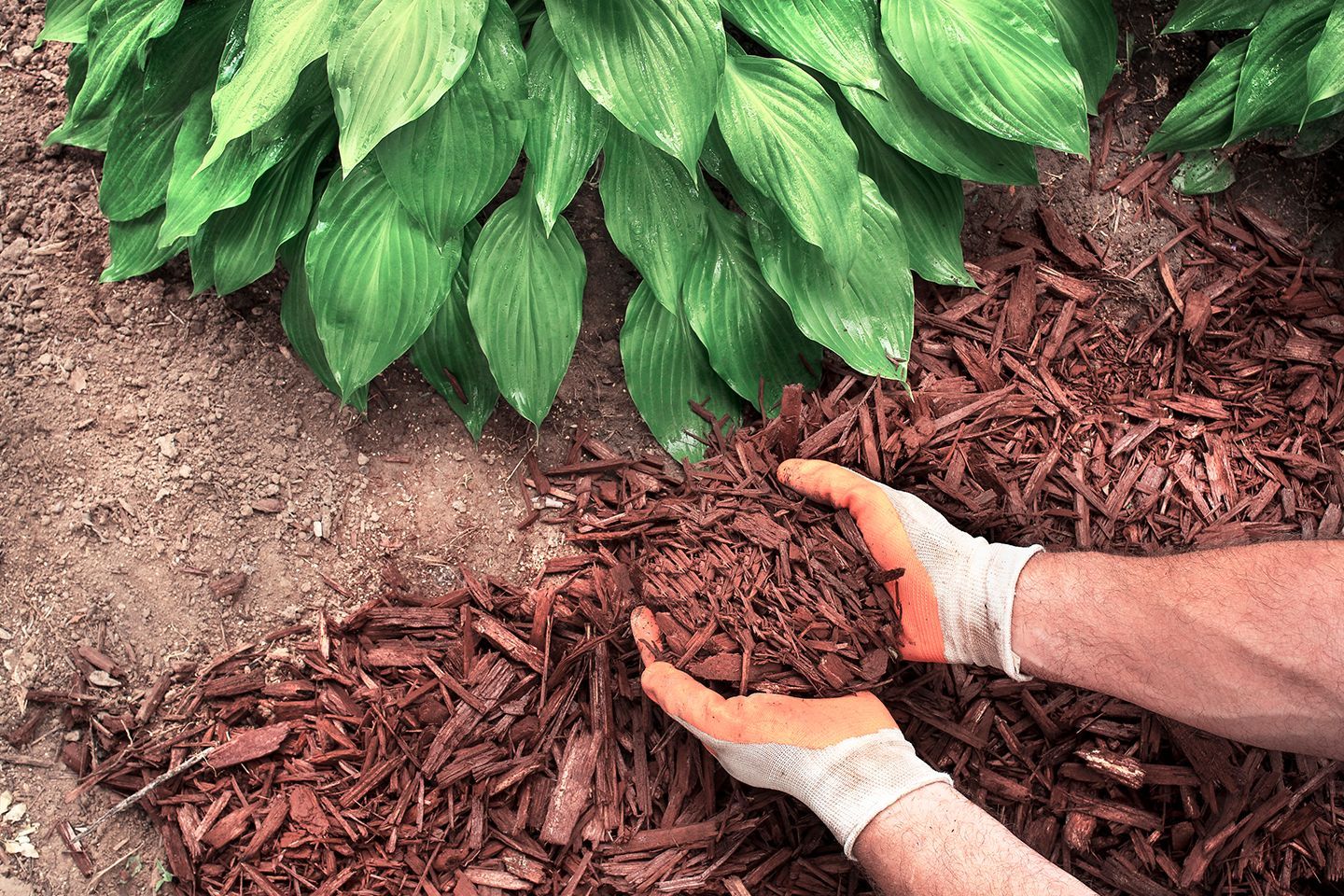 A person is holding a pile of mulch in their hands