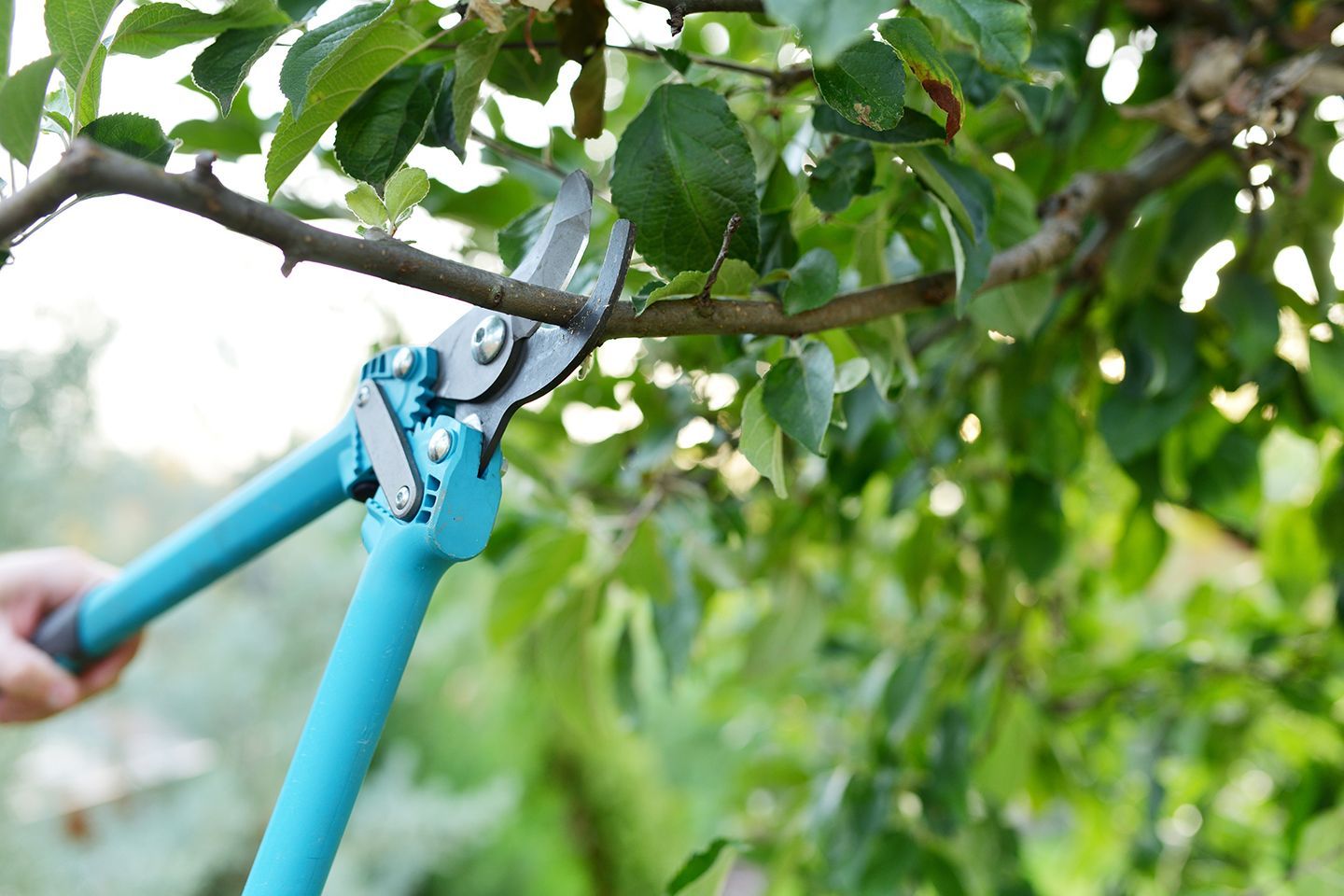 A person is cutting a tree branch with a pair of scissors