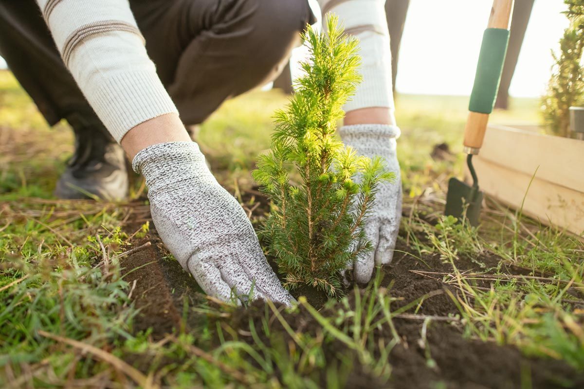 A person is planting a small tree in the ground.