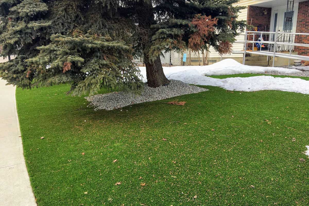 A tree in the middle of a lush green lawn