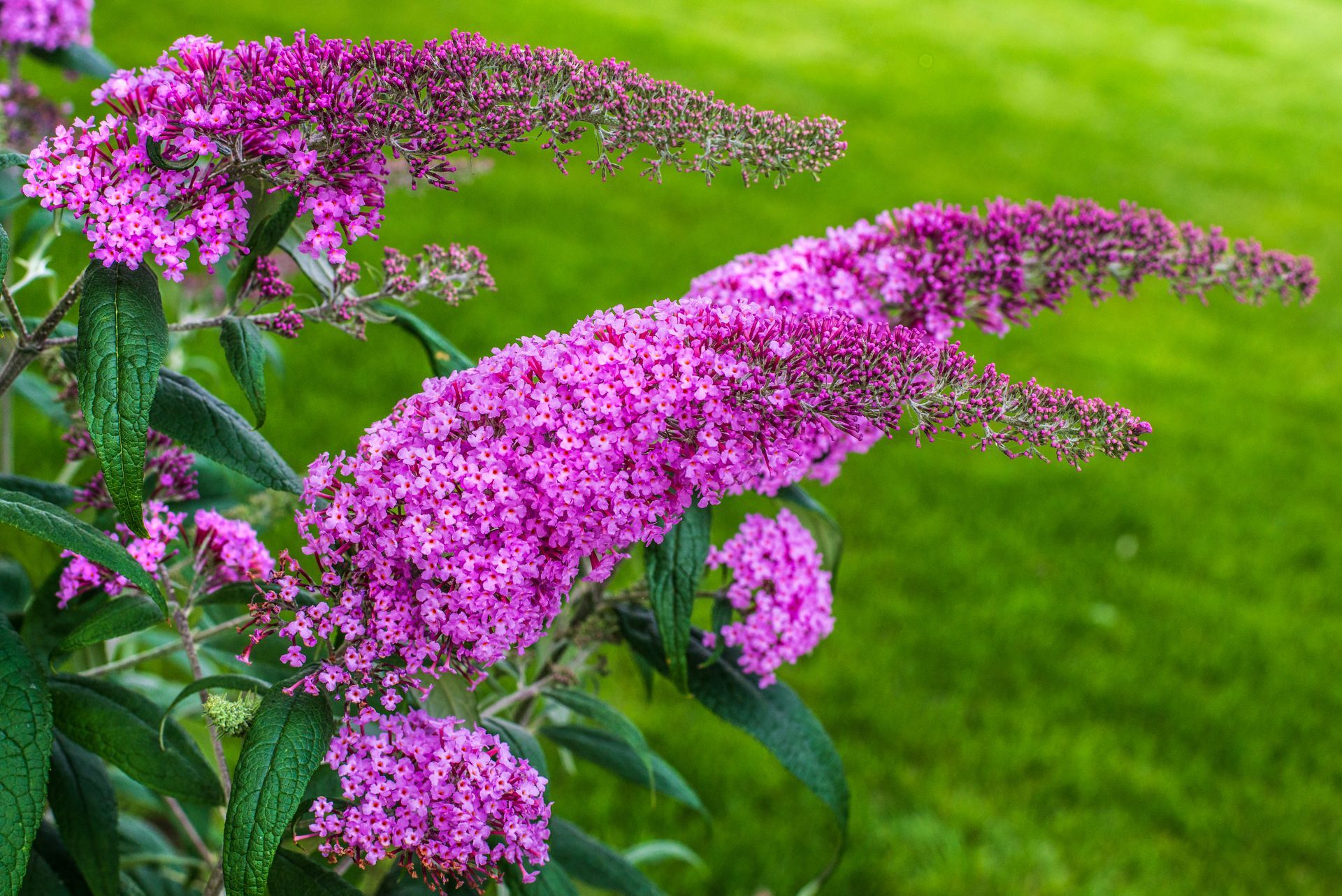 A close up of a trimmed bush with purple flowers and green leaves.