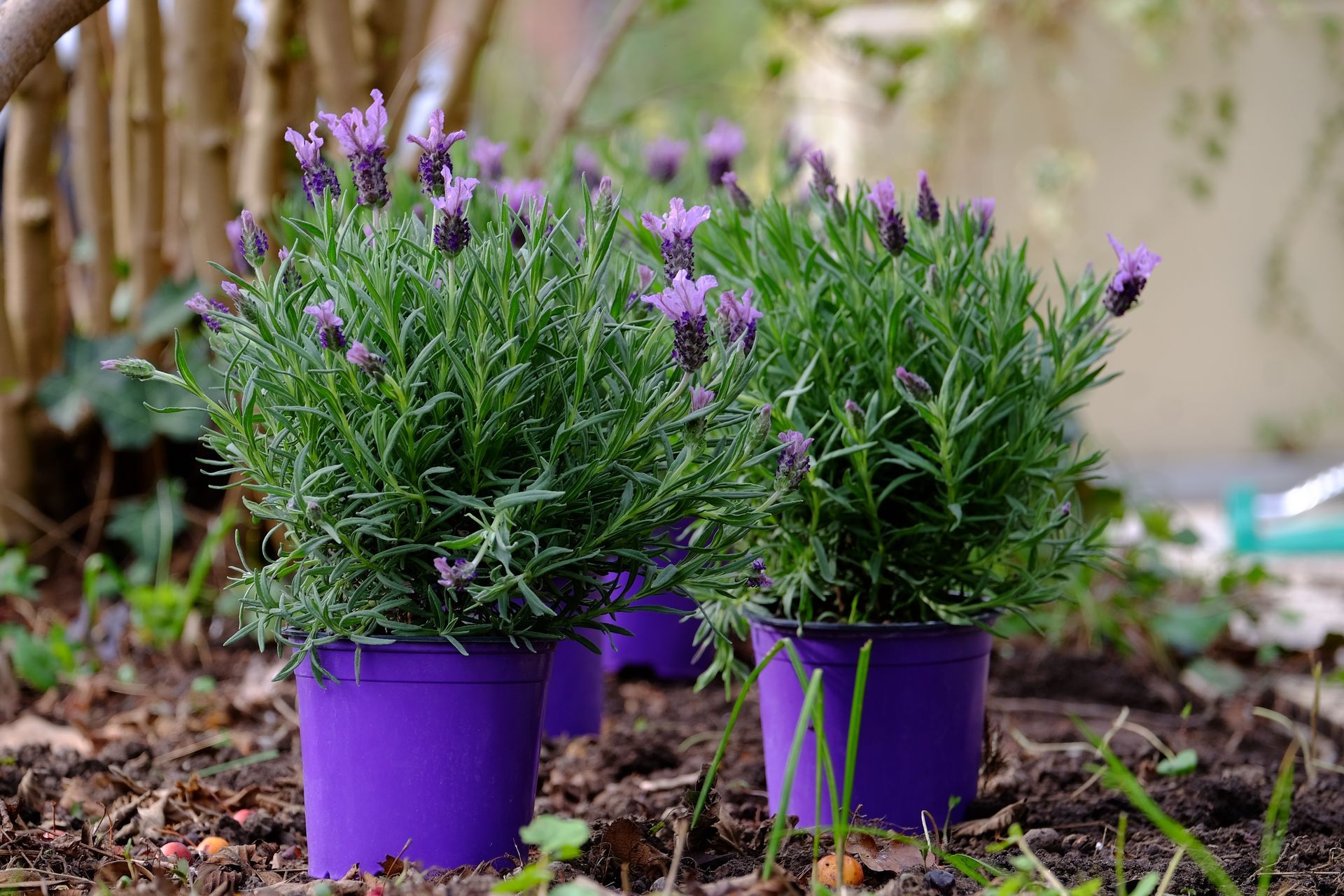 Three purple potted plants with purple flowers are sitting in the dirt ready to be landscaped.