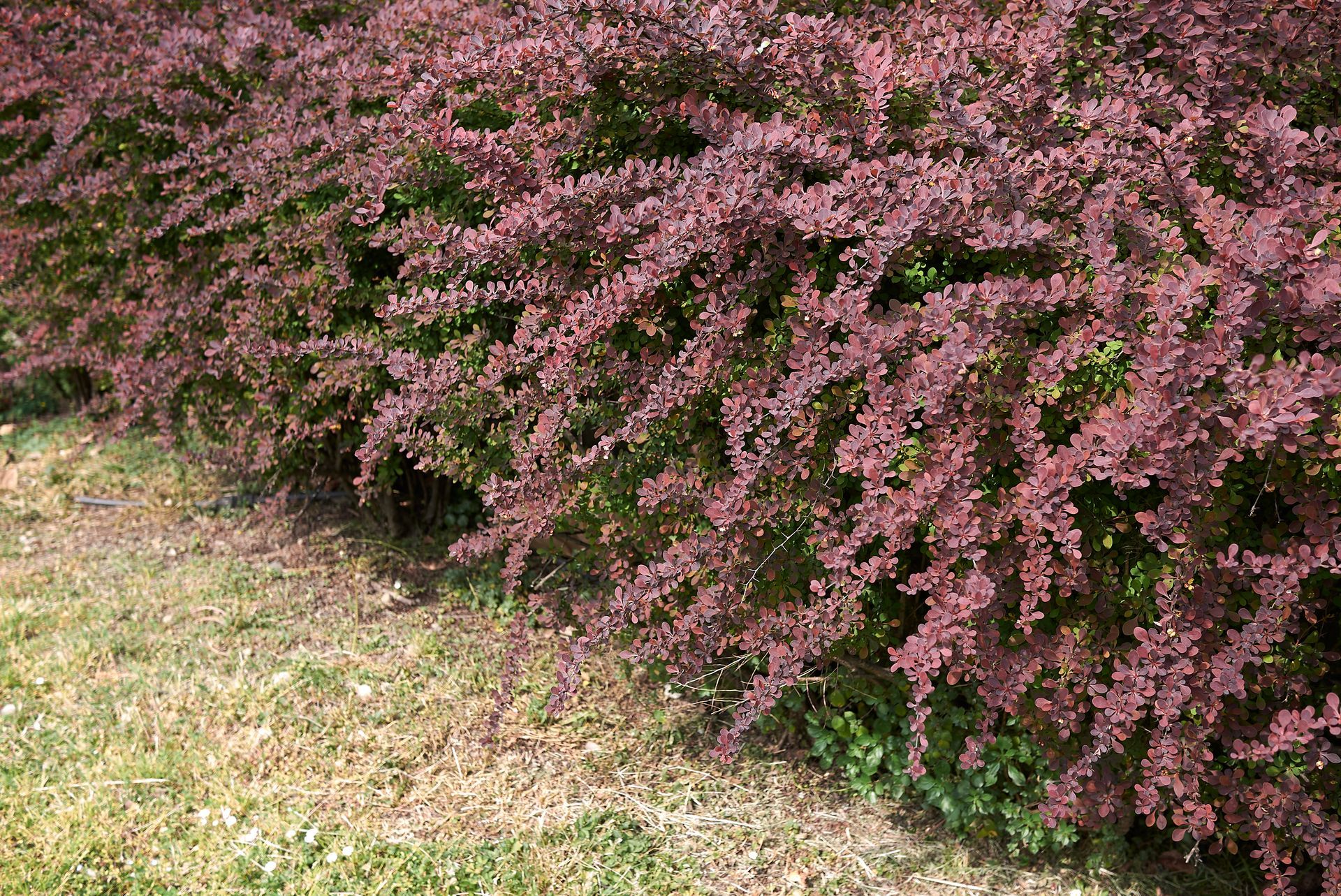 A bush with purple flowers and green leaves
