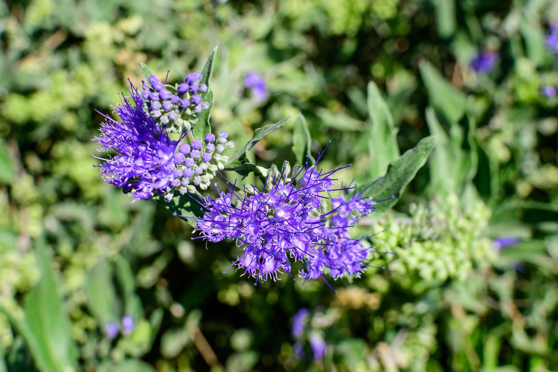 A close up of a garden with a purple flower with green leaves in the background.