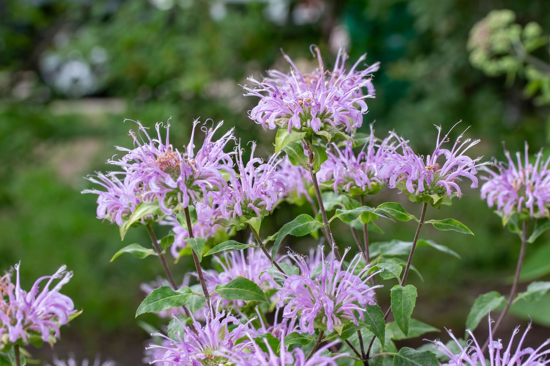 A bunch of purple flowers are growing on a bush in a garden.