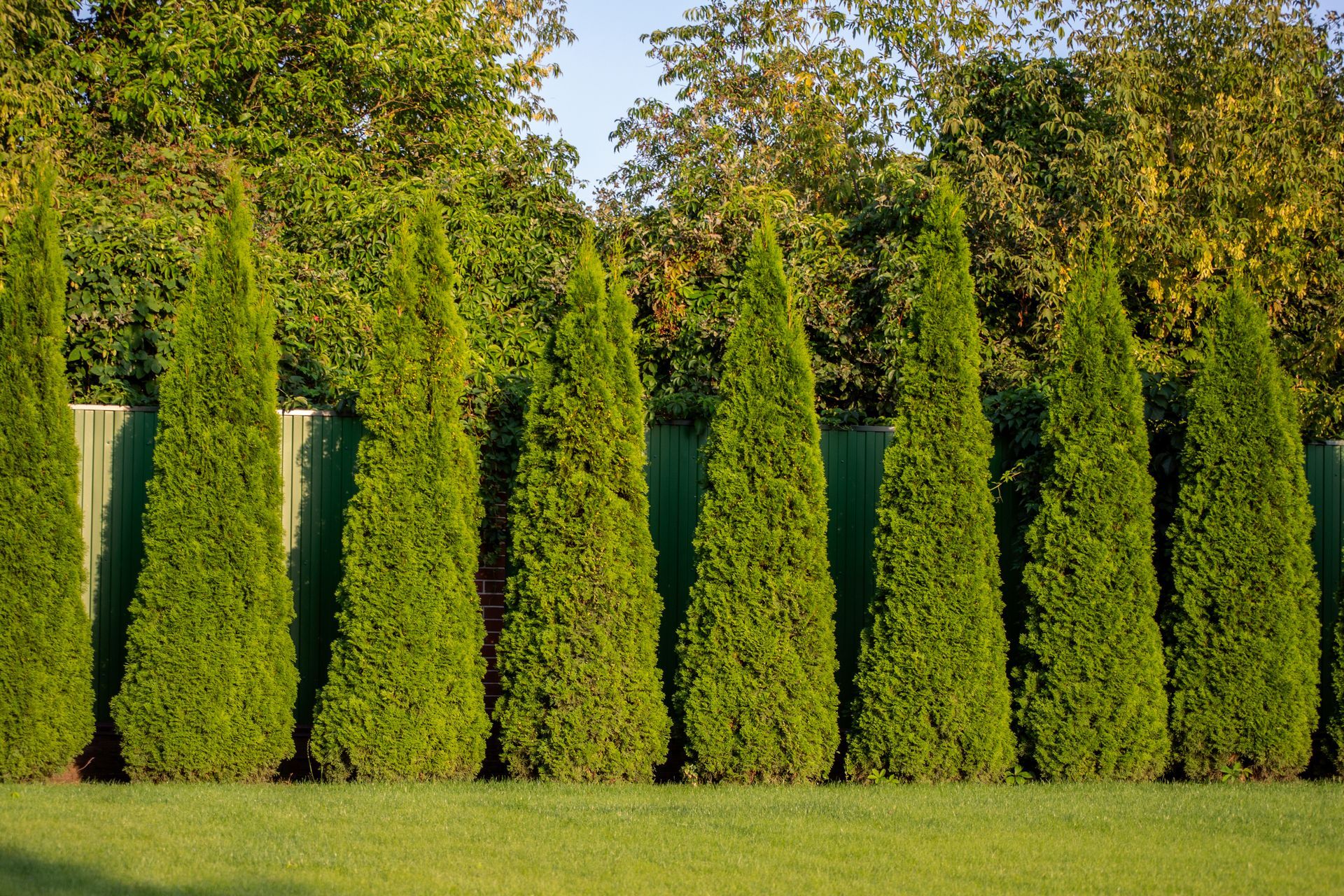 A row of tree hedges in a yard with a green fence in the background.