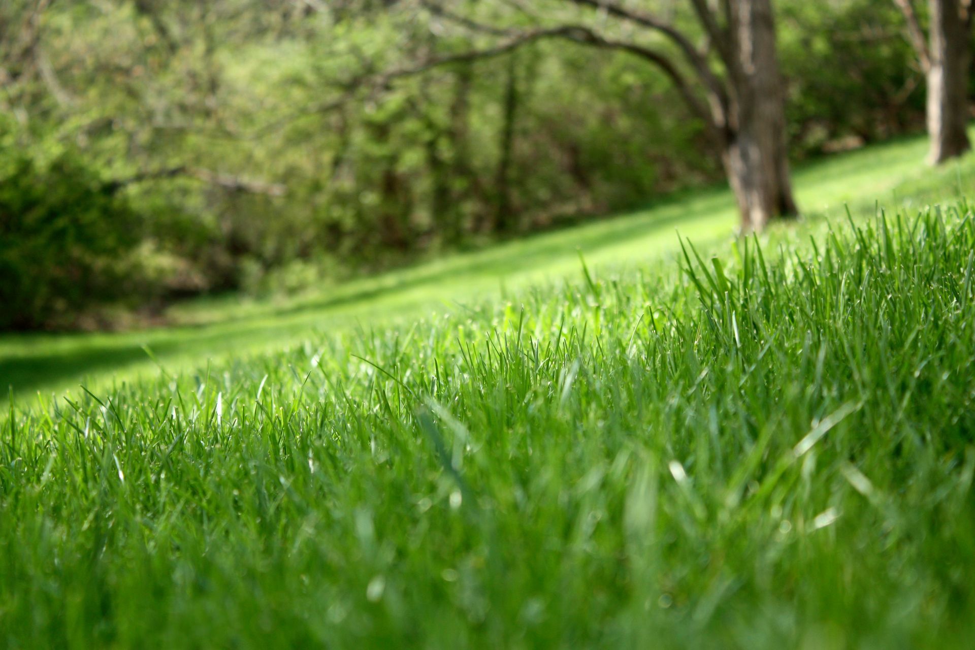 A lush green field of grass with trees in the background