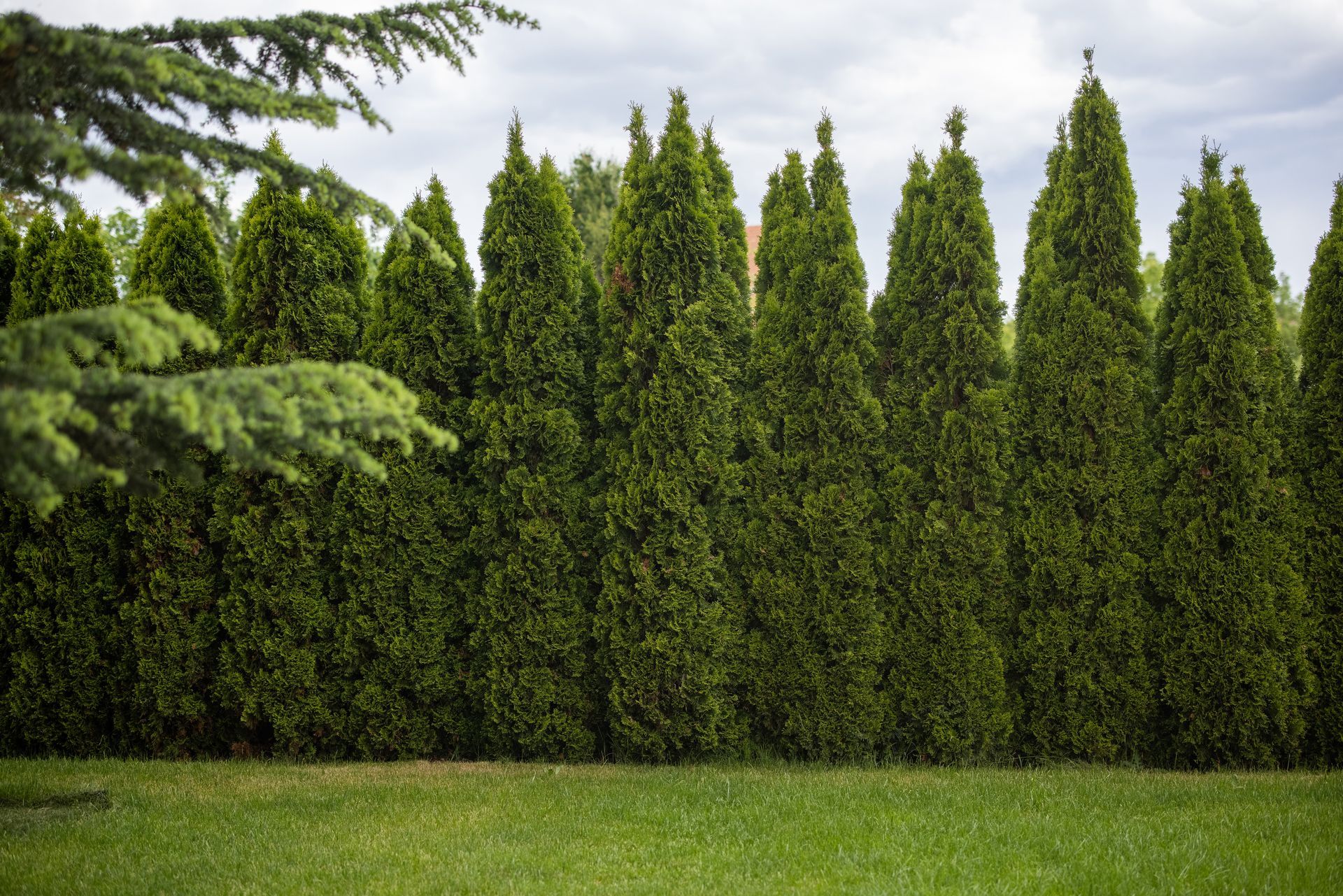 A row of pine trees along a lush green lawn